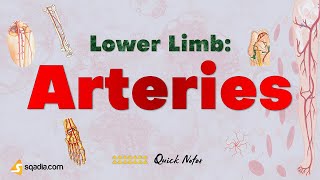 Lower Limb Arteries Anatomy  Iliac Artery Superior and Inferior Gluteal Artery [upl. by Boleyn791]