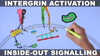 Integrin Activation Signalling  PAR1 Receptor [upl. by Cthrine]