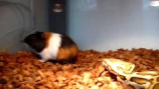 Daisy  burmese python feeding guinea pig [upl. by Alfeus926]