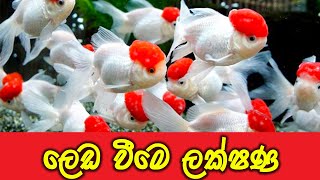 මාළු ලෙඩ වීමෙ ලක්ෂණ  Malu Leda wime lakshana  Fish Fungus  Parisaraya Marai YouTube Channel [upl. by Sweatt]