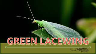 GREEN LACEWINGS Attracting and Information About Them Chrysopidae [upl. by Ahcsropal]