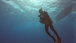 Dive About Love Scuba Diving Cozumel Mexico January 2024 [upl. by Accebar662]