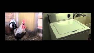 Death Metal Rooster ft Drumming Washing Machine [upl. by Atnahsal]