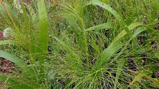 Witch grass  Panicum capillare Sparkling Fountain [upl. by Berardo]