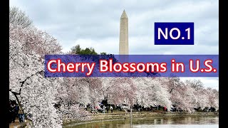 The Breathtaking 2024 Washington Dc Cherry Blossoms 華盛頓DC櫻花滿開 [upl. by Nomahs405]