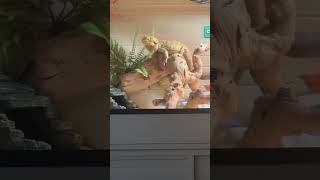 Chuck just being his boopin boppin beepin self beardeddragon petshorts lizard exoticpets [upl. by Ainehta]