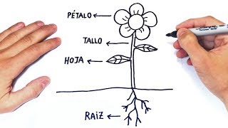 Cómo dibujar Las Partes de una Planta Paso a Paso [upl. by Heigho30]