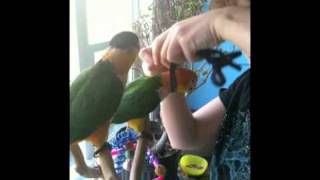 Parrot Harness Training The Head Loop [upl. by Zitah346]