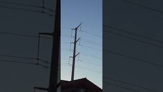 Las Vegas Backyard Birding Peregrine Falcon LOUD Alarm Call [upl. by Aronek]