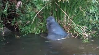 Manatees eating grass on bank [upl. by Eelyma]