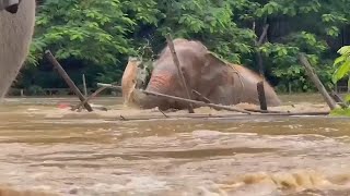 Herd of Elephants Guide Blind Elephant Through Flood Water [upl. by Mcgraw]