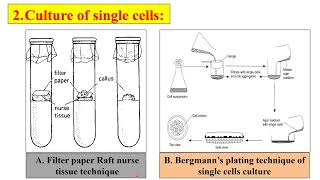 Bergmanns plating technique of single cell culture  Filter paper Raft nurse tissue technique [upl. by Navinod549]