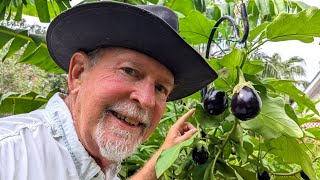 July Garden Update after Hurricane Beryl at Deep South Texas [upl. by Chamberlain]