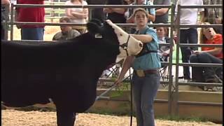 Jr Beef Cattle Show  2013 Williamson County Fair [upl. by Winny]