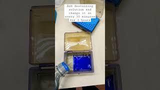 Destaining Coomassie blue stained SDS PAGE gel [upl. by Stranger]