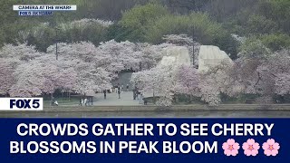 Crowds Gather to See DC Cherry Blossoms in Peak Bloom 🌸🌸🌸 [upl. by Birkett]