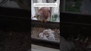 The kestrels outside my window have decided to have their babies in my house animals [upl. by Lucienne203]