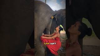 لماذا تجمع هذة الفتاة فضلات الفيل 🐘 🤢💩؟ [upl. by Eelinnej740]