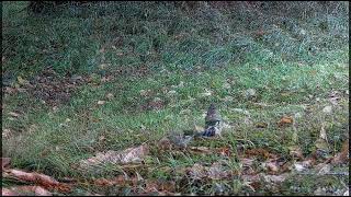 Ep 6 Sept 29th 2022 Garden Visitors Badger Jay hiding chestnuts [upl. by Gregoor]