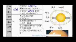 國一生物實驗 蛋的觀察【莫斯利國中自然科學】【國中生物】 [upl. by Nylirehc]