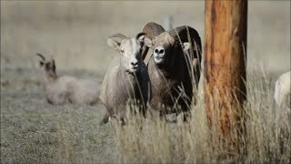 Bighorn Sheep in Rut in Rock Creek Montana [upl. by Zitah]