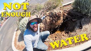 Not Enough Water  Plant Watering Mistakes [upl. by Cameron]