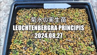 菊水の実生苗 Leuchtenbergra principis 2024 08 27 [upl. by Riess]