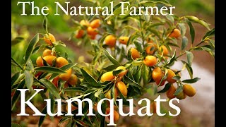 Kumquat Trees  John Kaisner The Natural Farmer [upl. by Berne]