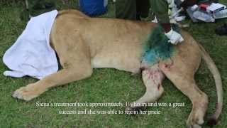 SKYVETS SAVES LIONESS  4TH APRIL 2014  Sheldrick Trust [upl. by Campney]