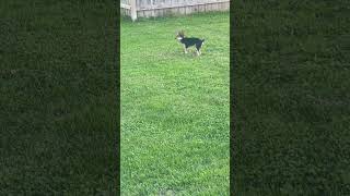 Mini dog playing around 😊puppy tinypets minipets babydog chorkie fypシ゚viral tinypaws cute [upl. by Knuth]