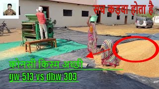 GW 513 vs DBW 303 पोल खोलदी अब आप समझ सकते हो कोनसे गेहू की खेती करना हैkisan hi video dekhe [upl. by Niawd]