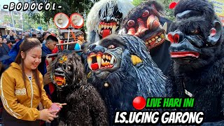 🔴PENTAS HARI INI DI CIBOGOBODOGOL LSUCING GARONG🔥monz marley [upl. by Yim]