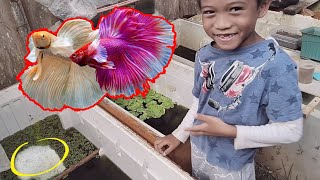 Vlog6  Ornamental Fish Farm Breeding  Betta Breeding Sunday Edition [upl. by Zamora]