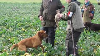 Watch ARCKLEBEAR CARIBOU full runs 2021 Retriever Championship runs at Ampton Shoot Suffolk [upl. by Ash]