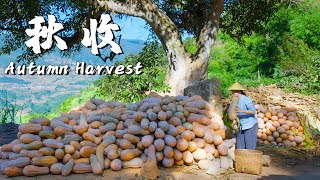 Harvest Delights in Rural Yunnan A Culinary Feast of Autumn Bounty 【Dianxixiaoge】 [upl. by Trah]