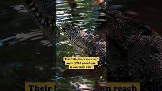 Crocodiles  Interesting animalls animals interestingfacts foryou [upl. by Aceissej20]