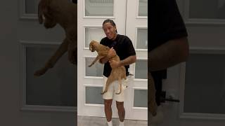 Dad Surprises Mom And Daughters With Dogs New Haircut and They say this shorts [upl. by Elyc]