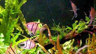 Pterophyllum Leopoldi angelfish in my planted tank [upl. by Enegue815]