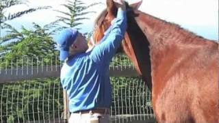 Equine Massage Basic Techniques [upl. by Nnahtur113]