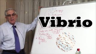 Vibrio Gramnegative bacteria  بكتيريا الضمة البكتيريا السالبة لصبغة جرام [upl. by Zephan846]