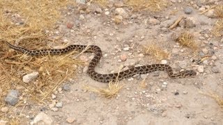 זעמן מטבעות  Coin snake Hemorrhois Coluber nummifer [upl. by Goulden591]