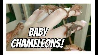 Baby chameleons  Bradypodion thamnobates Newborn to 4 weeks old [upl. by Jahdiel]