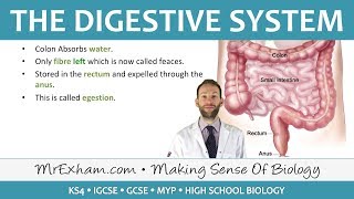 The Digestive System  GCSE Biology 91 [upl. by Prisca]