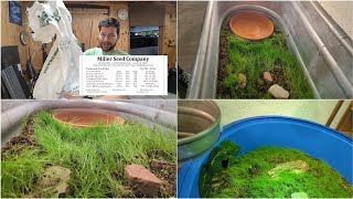 Tortoise Terrarium Build Part 4  Growth [upl. by Hamid]