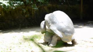 REPRODUCTION DE TORTUES GEANTES [upl. by Bunnie660]