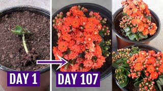 See How to Grow amp Care for Kalanchoe Plant Perfectly [upl. by Nitsuga]