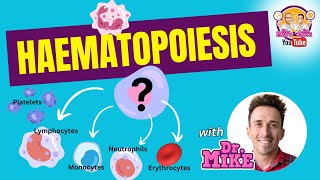 Hematopoiesis  Erythropoiesis [upl. by Hedve75]