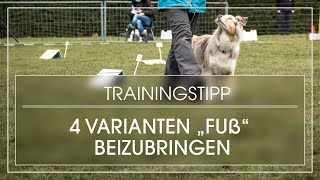 4 Varianten Fuß gehen beizubringen  Hund lernt Fuß laufen  Hund bei Fuß gehen beibringen [upl. by Norford]