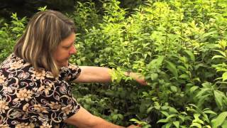 How to Prune Euonymus AlataBurning Bush Instructional Video w Plant Amnesty [upl. by Beitnes]