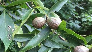 Hickory  pecans and black Walnuts [upl. by Uyerta21]